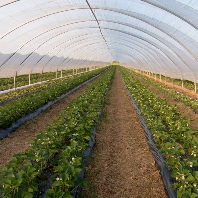 Telescopic Tunnel